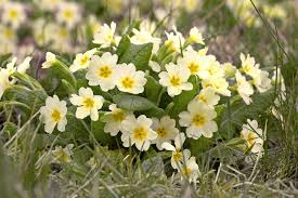 Attēlu rezultāti vaicājumam “Primula x margotae flower”