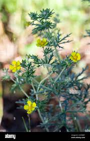 Attēlu rezultāti vaicājumam “Potentilla argentea leaf”