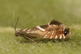 Attēlu rezultāti vaicājumam “Glyphipterigidae”