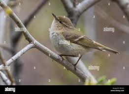 Image result for Phylloscopus humei