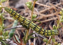 Attēlu rezultāti vaicājumam “Protoschinia scutosa”