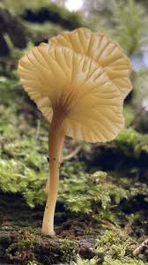 Attēlu rezultāti vaicājumam “Lichenomphalia umbellifera”