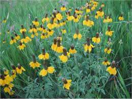 Image result for Ratibida columnifera