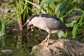 Image result for Nycticorax nycticorax