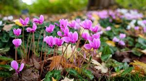 Attēlu rezultāti vaicājumam “Cyclamen hederifolium”