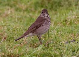 Image result for Catharus minimus