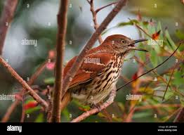 Image result for Toxostoma rufum