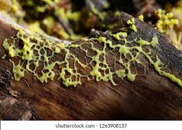 Attēlu rezultāti vaicājumam “Lignydium muscorum macro”