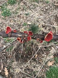 Attēlu rezultāti vaicājumam “Sarcoscypha austriaca”