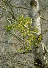 Attēlu rezultāti vaicājumam “Viscum album”