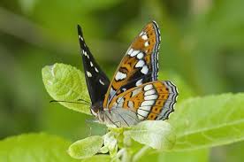 Attēlu rezultāti vaicājumam “Limenitis populi”