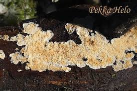 Attēlu rezultāti vaicājumam “Leucogyrophana sororia”