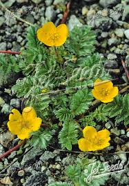 Image result for Potentilla anserina