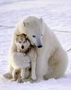 funny bears