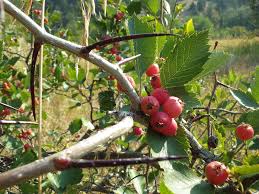 Attēlu rezultāti vaicājumam “Crataegus macracantha fruit”