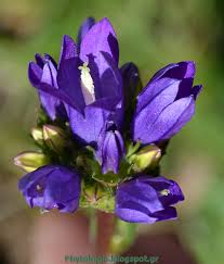 Image result for Campanula lingulata