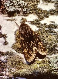 Attēlu rezultāti vaicājumam “Brachionycha nubeculosa”