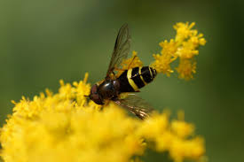 Attēlu rezultāti vaicājumam “Dasysyrphus tricinctus”