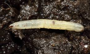 Attēlu rezultāti vaicājumam “Phronia sp. larva”