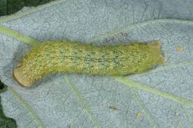 Attēlu rezultāti vaicājumam “Mniotype satura”