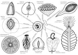 Attēlu rezultāti vaicājumam “Helianthus annuus fruit”