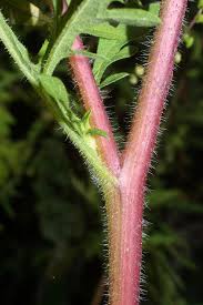 Attēlu rezultāti vaicājumam “Ambrosia artemisiifolia fruit”