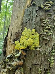 Attēlu rezultāti vaicājumam “Nectriopsis violacea”