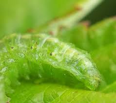 Attēlu rezultāti vaicājumam “Argidae larva”