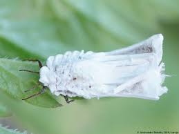 Attēlu rezultāti vaicājumam “Orthezia urticae”