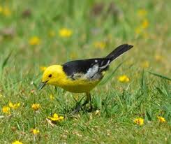 Attēlu rezultāti vaicājumam “Motacilla citreola male”