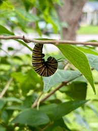 Image result for Cambridge Monarchs