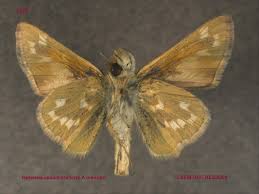 Attēlu rezultāti vaicājumam “Hesperia comma underside”