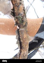 Attēlu rezultāti vaicājumam “Corticium roseum”