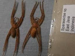 Attēlu rezultāti vaicājumam “Sparassidae”