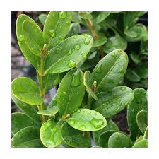 Attēlu rezultāti vaicājumam “Buxus sempervirens”