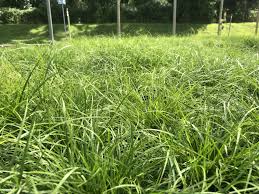 Attēlu rezultāti vaicājumam “Carex scandinavica”