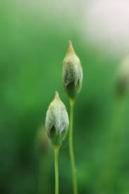 Attēlu rezultāti vaicājumam “Polytrichastrum formosum”