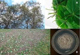 Attēlu rezultāti vaicājumam “Mycosphaerella millegrana”