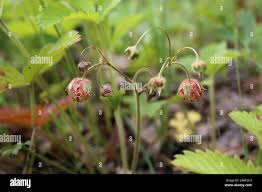 Attēlu rezultāti vaicājumam “Fragaria viridis flower”