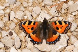Attēlu rezultāti vaicājumam “Aglais urticae underside”