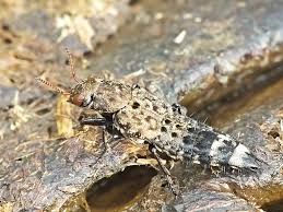 Attēlu rezultāti vaicājumam “Ontholestes murinus”