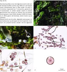 Attēlu rezultāti vaicājumam “Diderma chondrioderma spores”