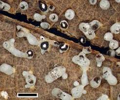 Attēlu rezultāti vaicājumam “Diderma chondrioderma spores”