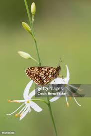 Attēlu rezultāti vaicājumam “Melitaea diamina underside”