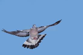 Attēlu rezultāti vaicājumam “Columba palumbus adult”