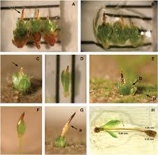Attēlu rezultāti vaicājumam “Dicranum polysetum sporophyte”