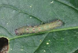 Attēlu rezultāti vaicājumam “Ligdia adustata”