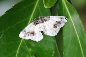 Attēlu rezultāti vaicājumam “Ligdia adustata”