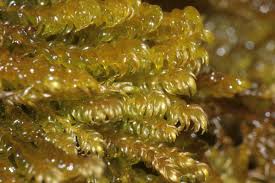 Attēlu rezultāti vaicājumam “Hygrohypnum luridum”