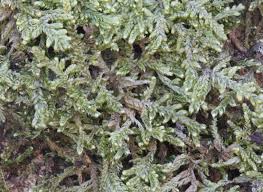 Attēlu rezultāti vaicājumam “Hypnum jutlandicum”